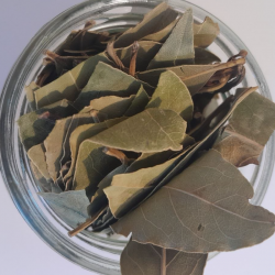 Alloro-Selvatico-in-Foglie-02